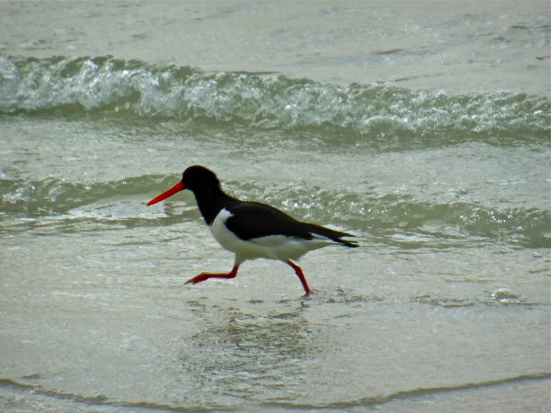 Eurasian Oystercatcher
