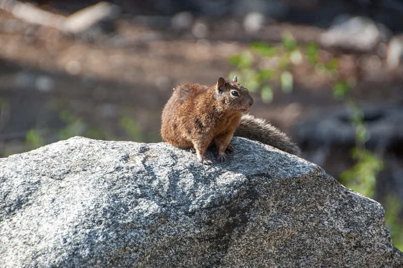California Ground Squirrel