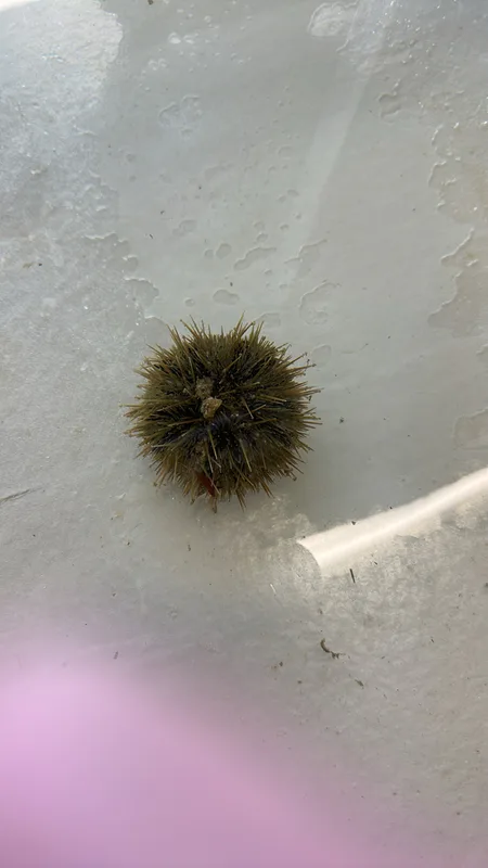 Arctic Green Sea Urchin