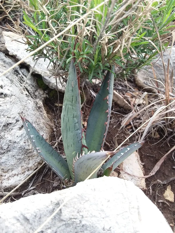 lechuguilla