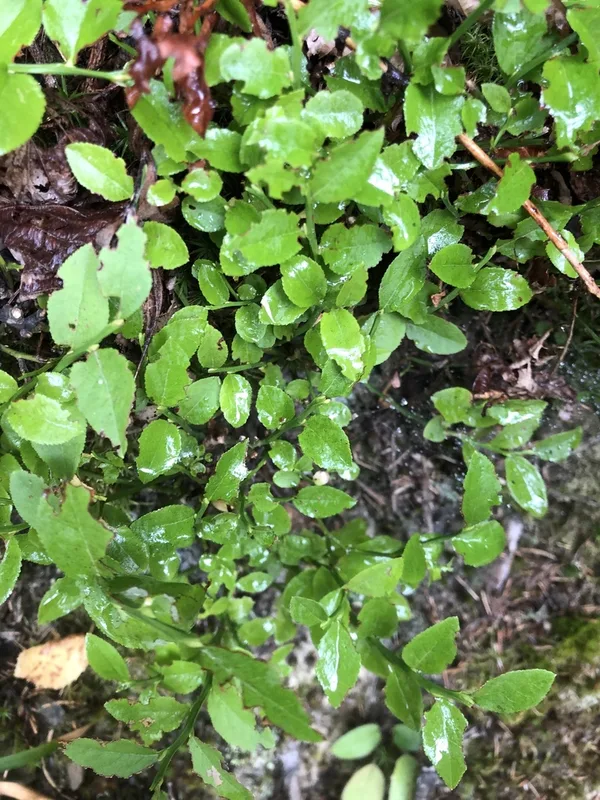 common bilberry