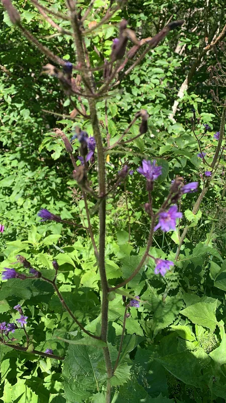 Alpine Blue-sow-thistle