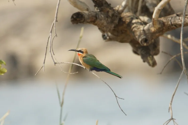 White-fronted Bee-eater