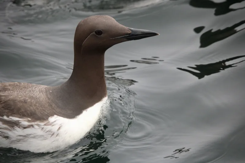 Common Murre