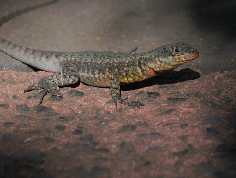 Western Collared Spiny Lizard