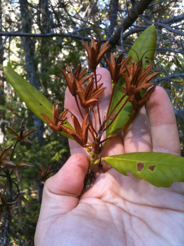 Pacific rhododendron