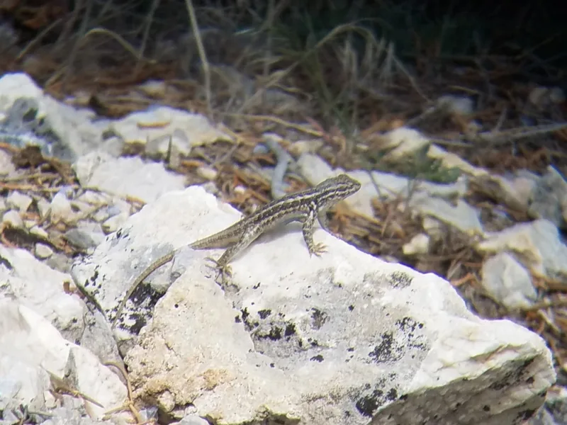 Common Sagebrush Lizard