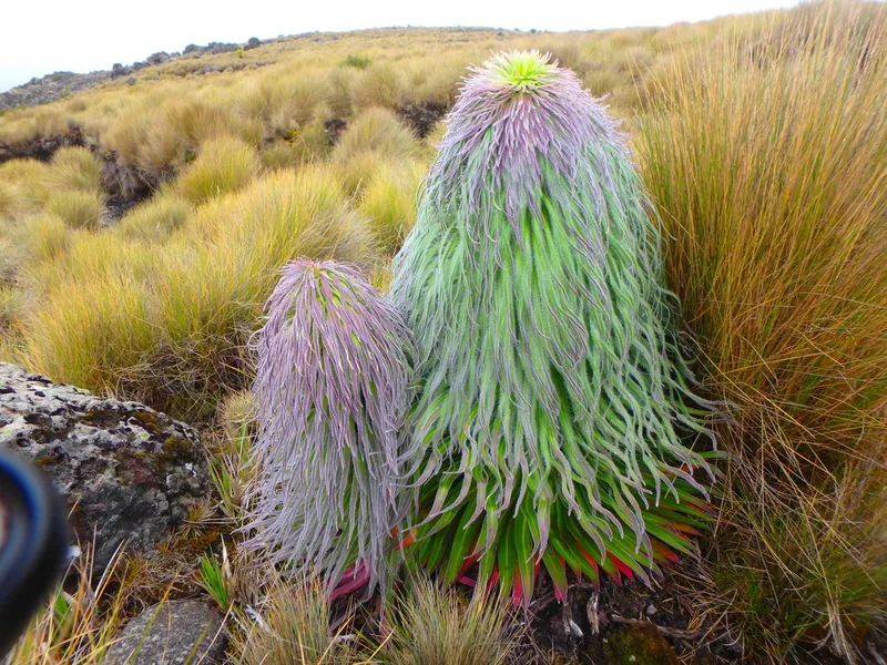 Lobelia telekii