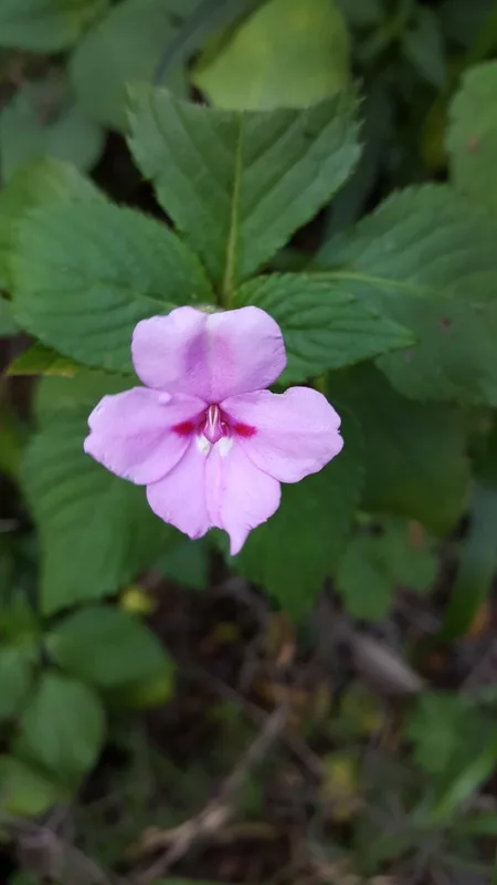 Transvaal balsam