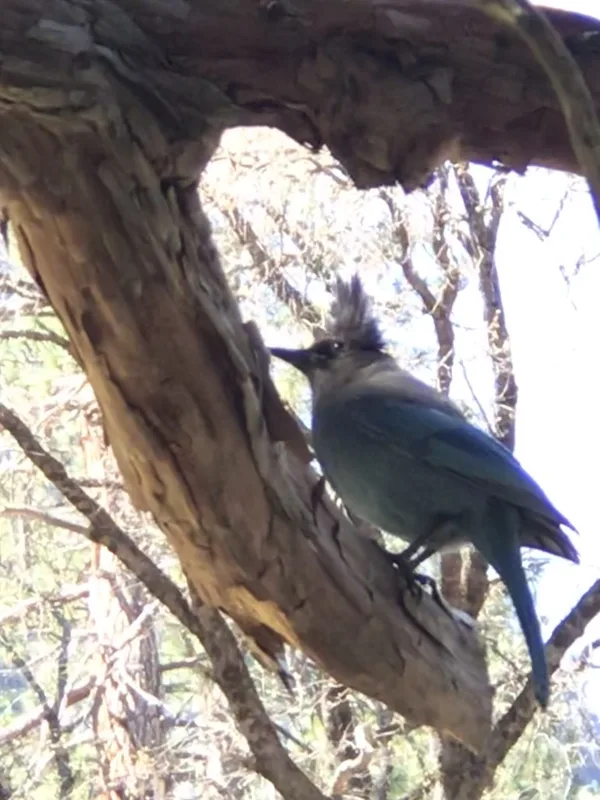 Steller's Jay