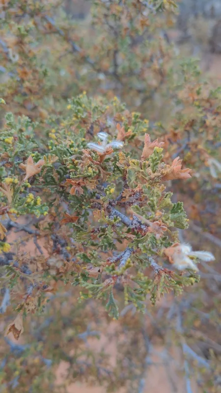 Stansbury's Cliffrose