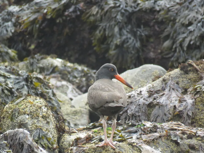 Black Oystercatcher