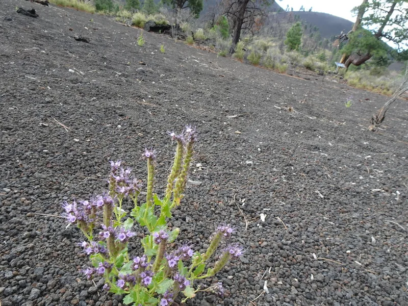 Saw Phacelia