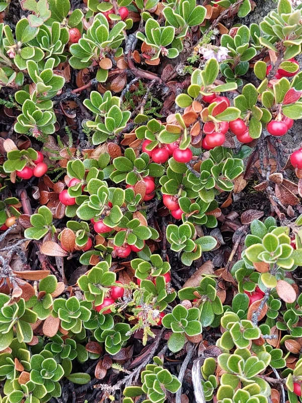 bearberry
