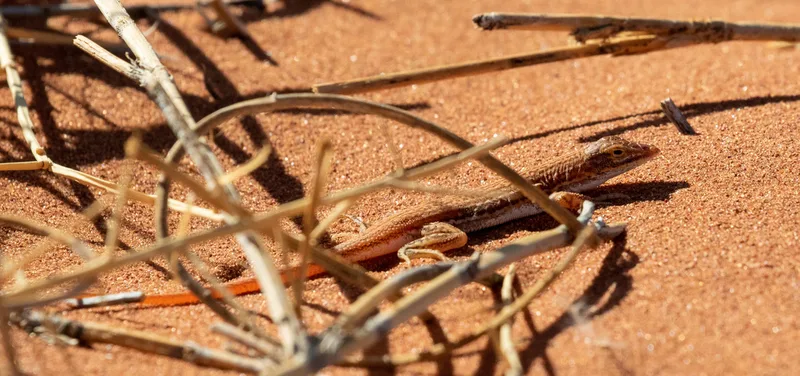 Wedge-snouted Desert Lizard