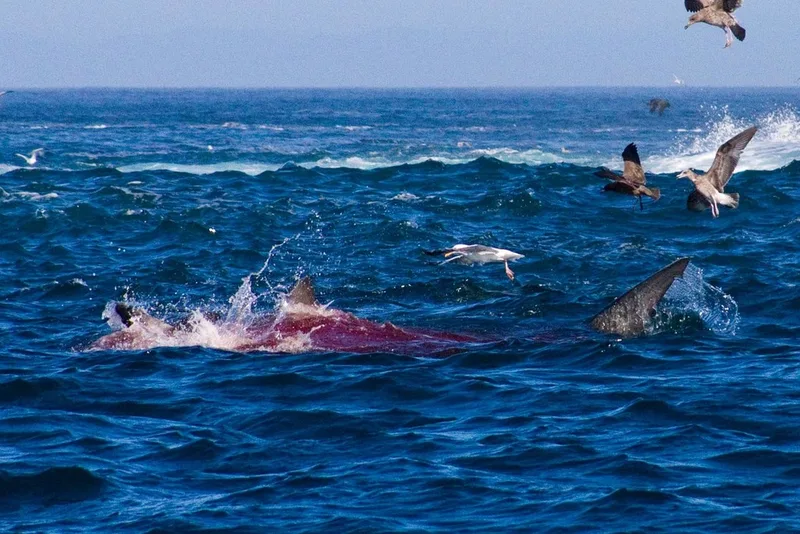 California Sea Lion