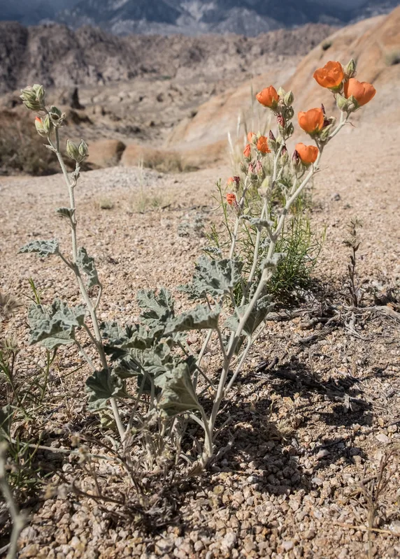 apricot globemallow