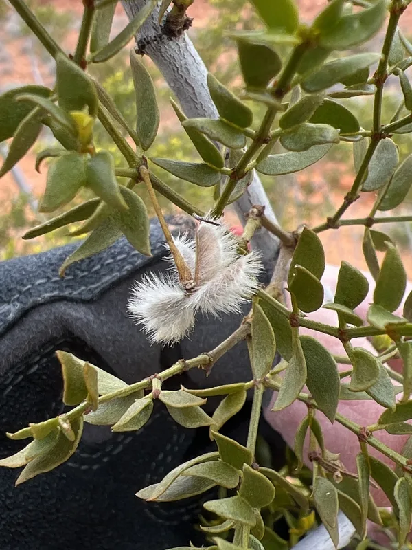 Creosote Bush
