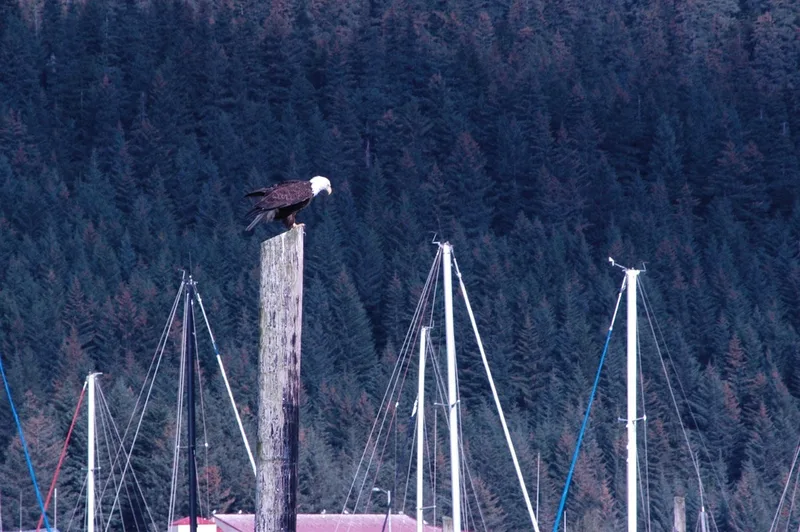 Bald Eagle
