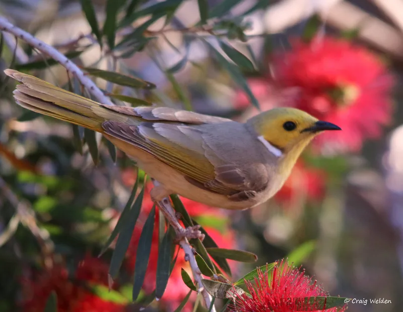White-plumed Honeyeater