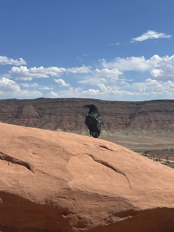 Common Raven