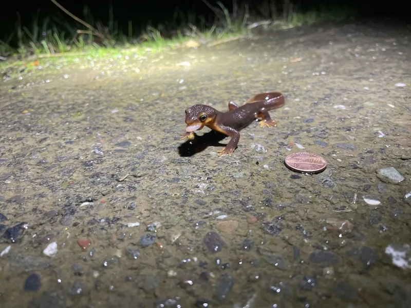 California Newt