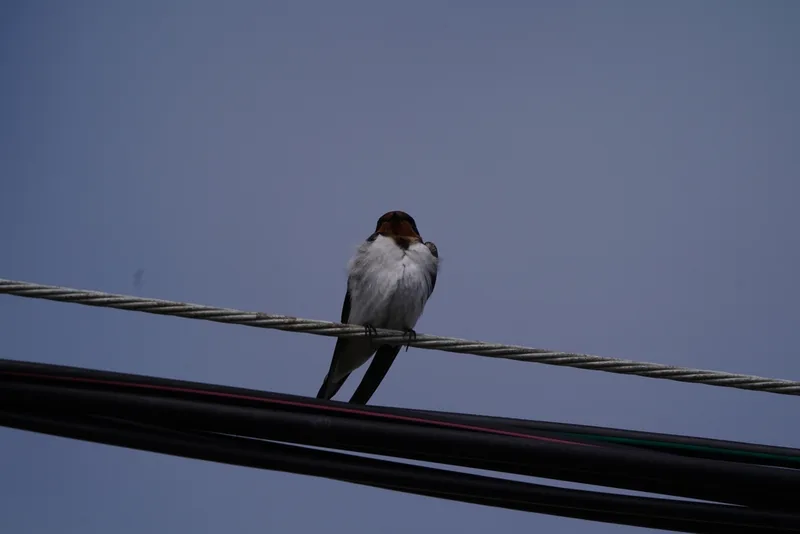 Barn Swallow