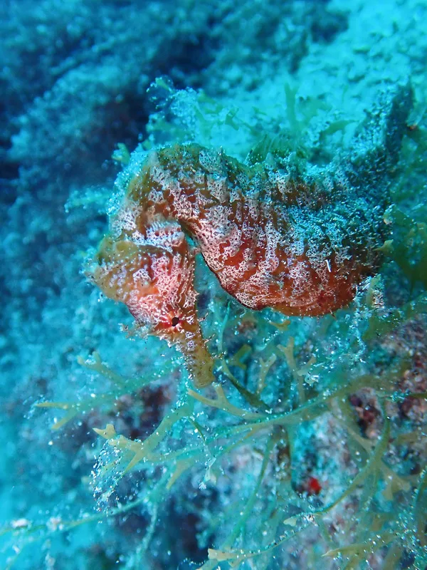 Short-snouted Seahorse