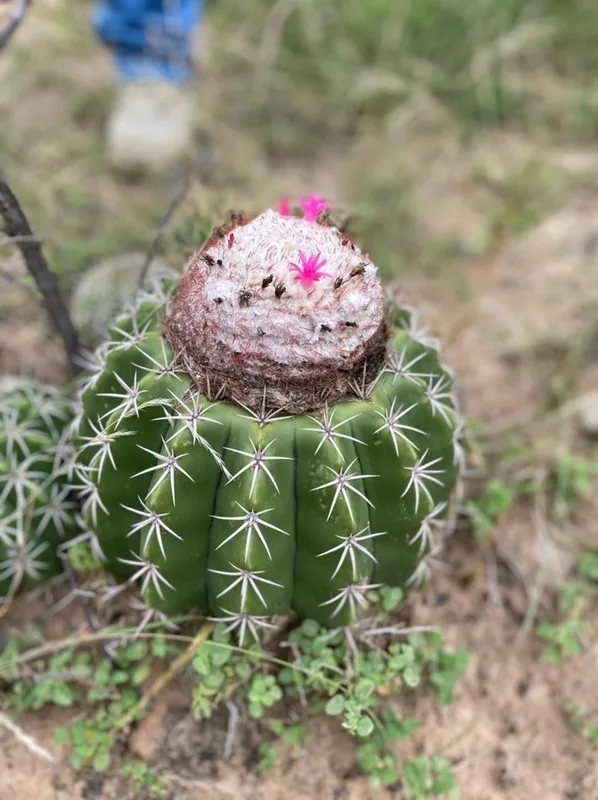 Melocactus curvispinus