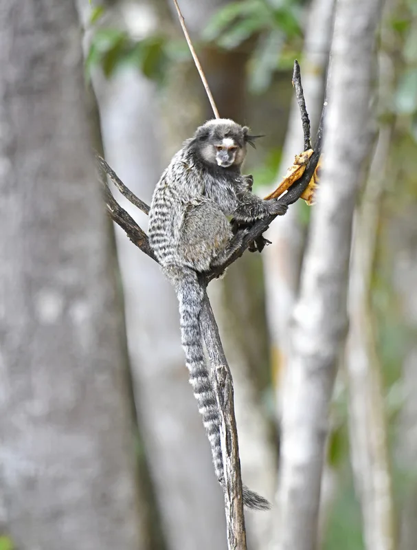 Black-tufted-ear Marmoset