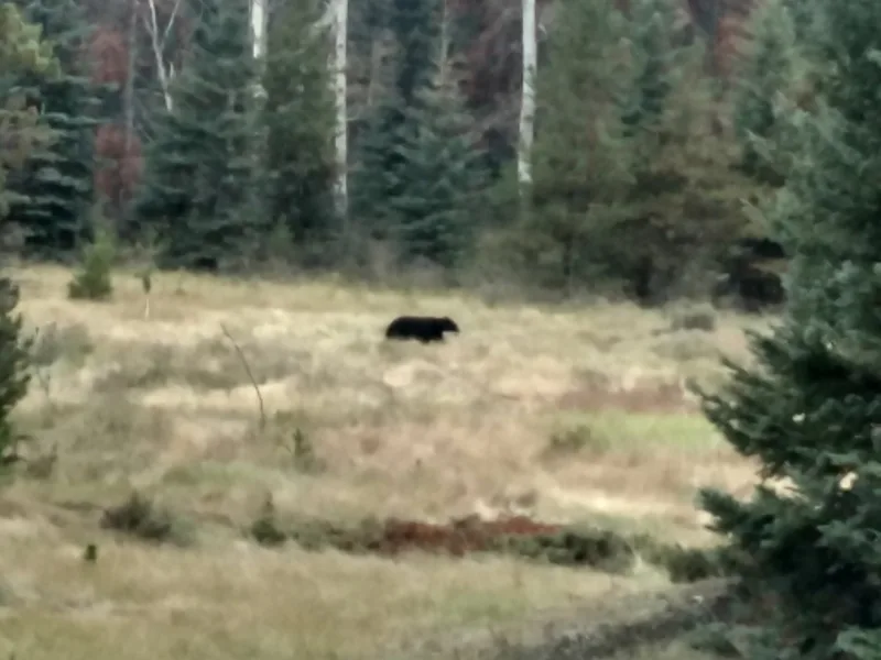 American Black Bear