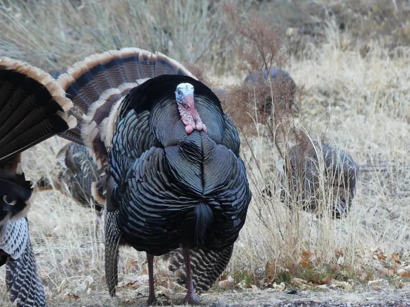Wild Turkey