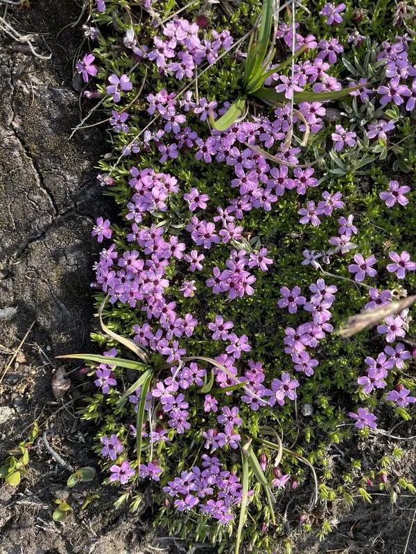 Moss Campion
