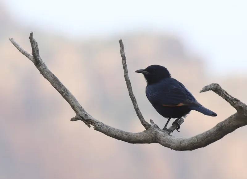 Tristram's Starling