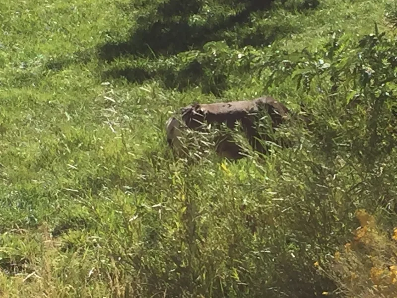 Mule Deer