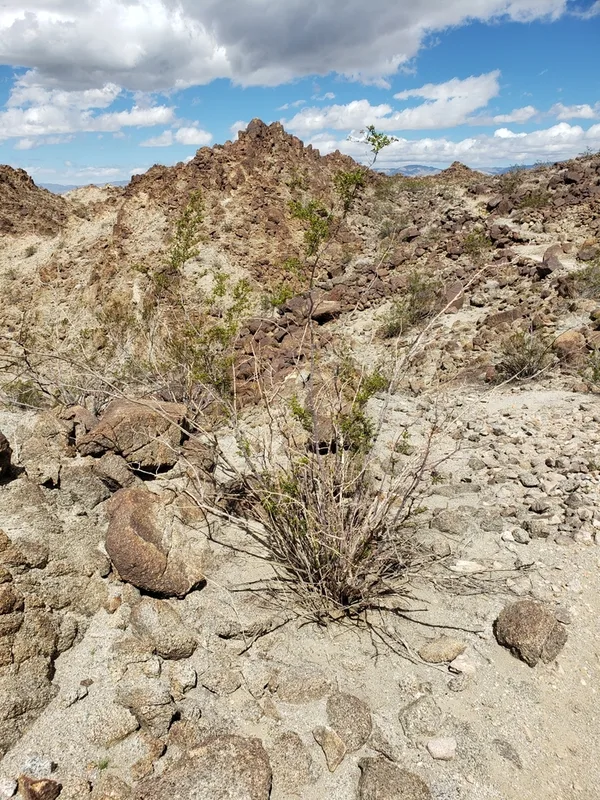 Creosote Bush