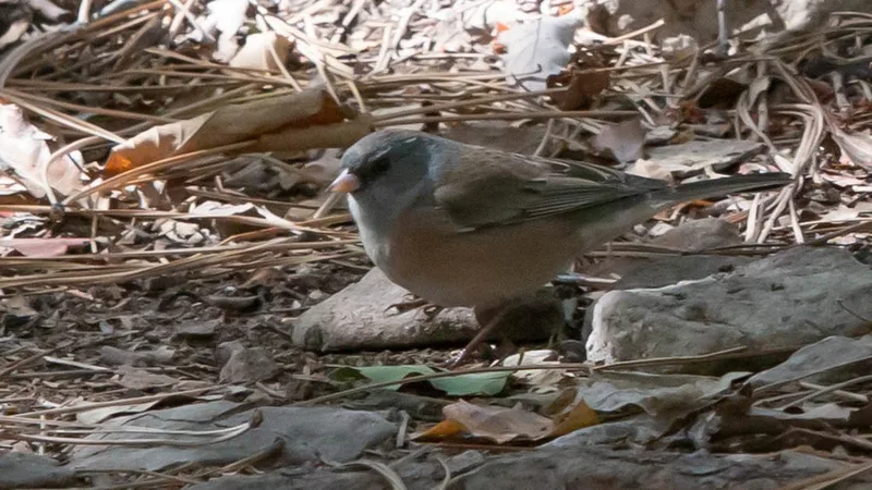 Dark-eyed Junco