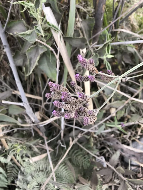 Brazilian Vervain