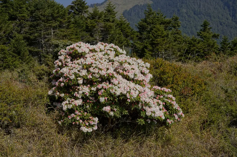 false-gold-flower rhododendron