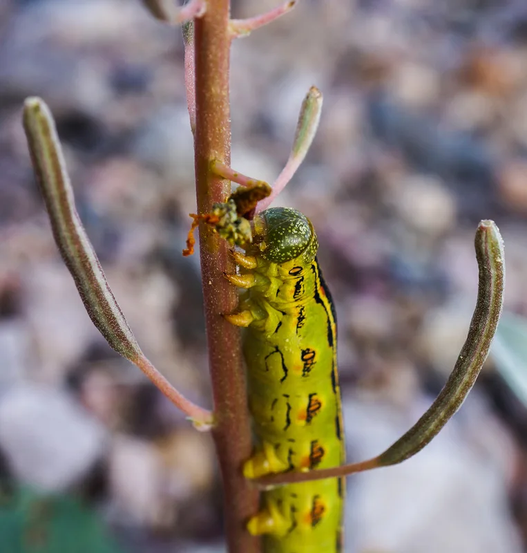 White-lined Sphinx