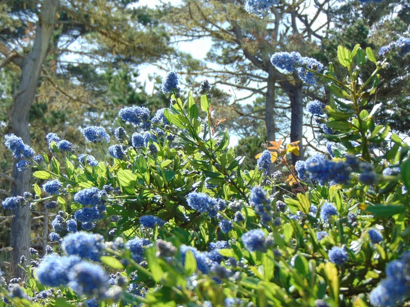 blueblossom