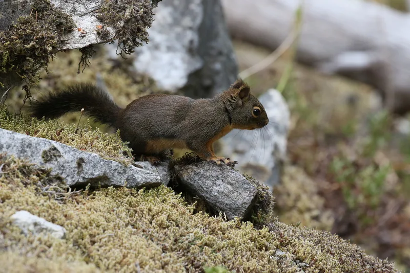 Douglas's Squirrel