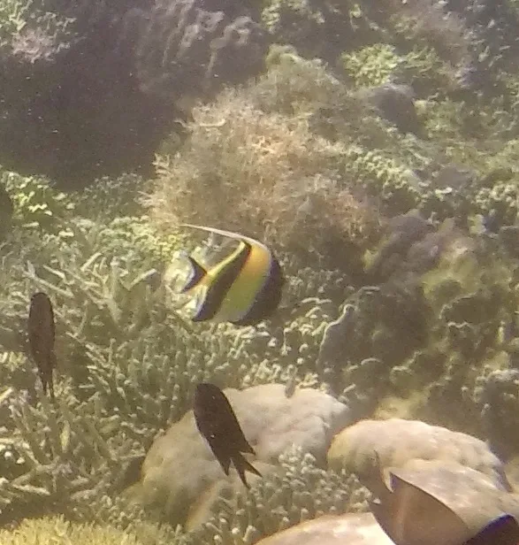 Moorish Idol