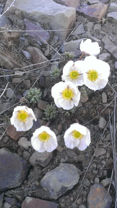Anderson's buttercup