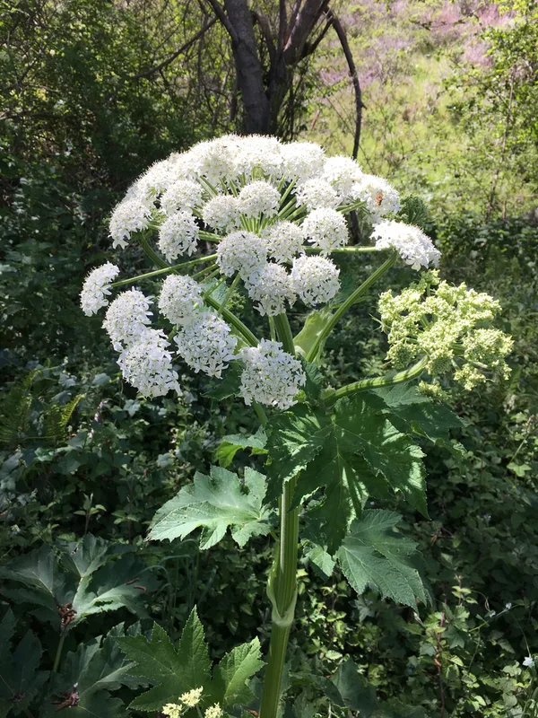 common cowparsnip