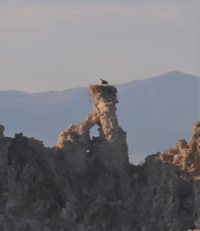 Osprey