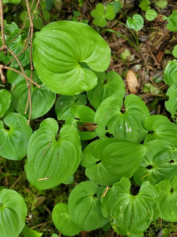 Western Lily of the Valley
