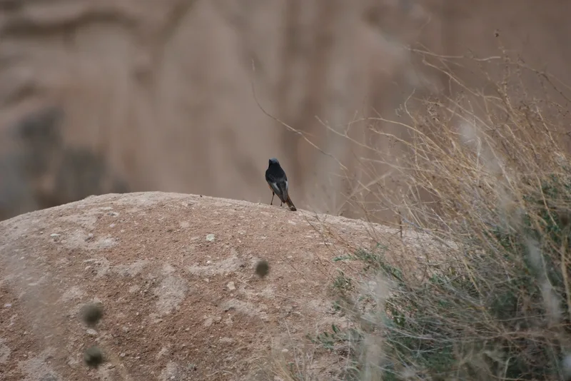 Black Redstart