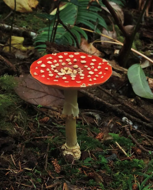 Fly Agaric