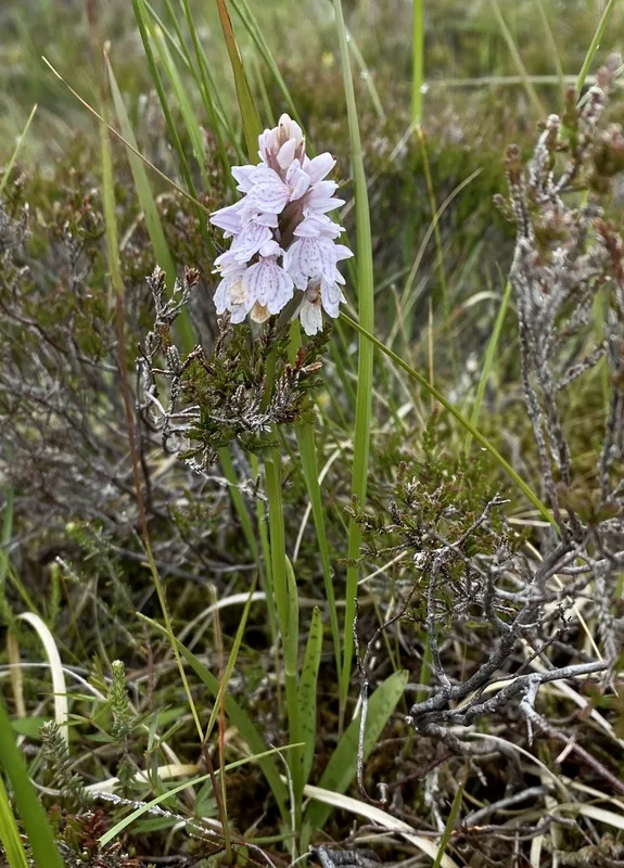 heath spotted orchid